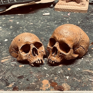 May include: Two brown human skulls, one larger than the other, are placed side-by-side on a dark, textured surface. The skulls are detailed and realistic, with visible teeth and eye sockets.