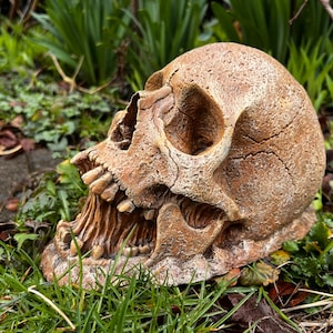 Garden Skull, Concrete Human Skull