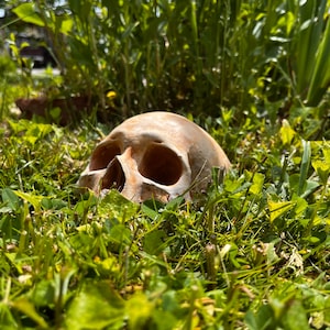 May include: A white human skull is partially buried in green grass. The skull is facing the camera and is slightly tilted to the right. The grass is lush and green, and there are some small flowers in the background.