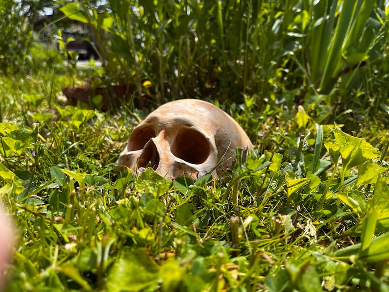 May include: A white human skull is partially buried in green grass. The skull is facing the camera and is slightly tilted to the right. The grass is lush and green, and there are some small flowers in the background.