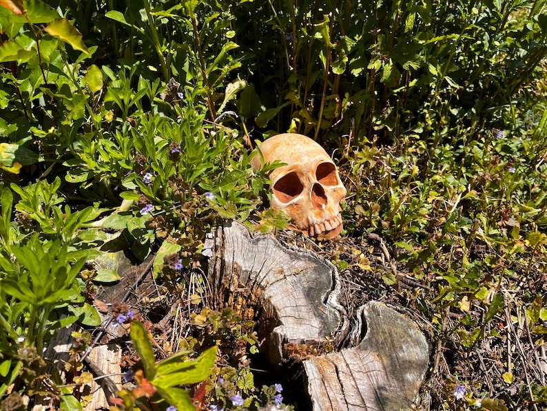 May include: A human skull made of a light brown material is resting on a tree stump in a garden setting. The skull is surrounded by green foliage and small purple flowers.
