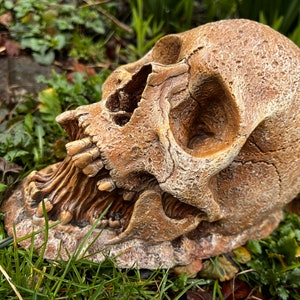 May include: A detailed, realistic-looking, brown skull with a cracked, weathered texture. The skull is lying on its side with its jaw open, revealing teeth. The skull is surrounded by green grass and leaves.