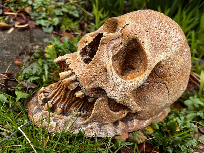 May include: A detailed, realistic-looking, brown skull with a cracked, weathered texture. The skull is lying on its side with its jaw open, revealing teeth. The skull is surrounded by green grass and leaves.