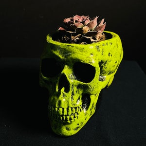 Skull Planter, succulent desk planter, Garden Decor, Gothic Skull Decor