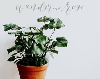 Kinfolk Greenery  | Styled Stock Makers Image with blank space & leaves for Blogs Websites and Instagram