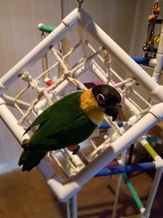 Cockatiels Caiques Small Conures etc Shower & Window Parrot Bird Perch