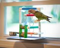 THE OBSERVER - Window Play Gym for Cockatiels, Conures, Caiques, Budgies, Lovebirds, Parrotlets, Ringnecks, and Small and Medium Birds