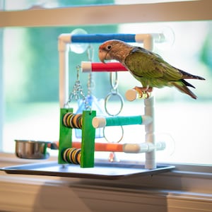 DER BEOBACHTER - Fensterspielraum für Nymphensittiche, Conures, Caiques, Wellensittiche, Wellensittiche, Lovebirds, Papageien, Ringhälse sowie kleine und mittlere Vögel