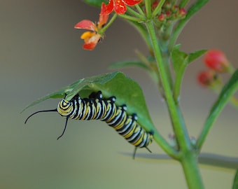 Caterpillar Munchies - Framed Photo