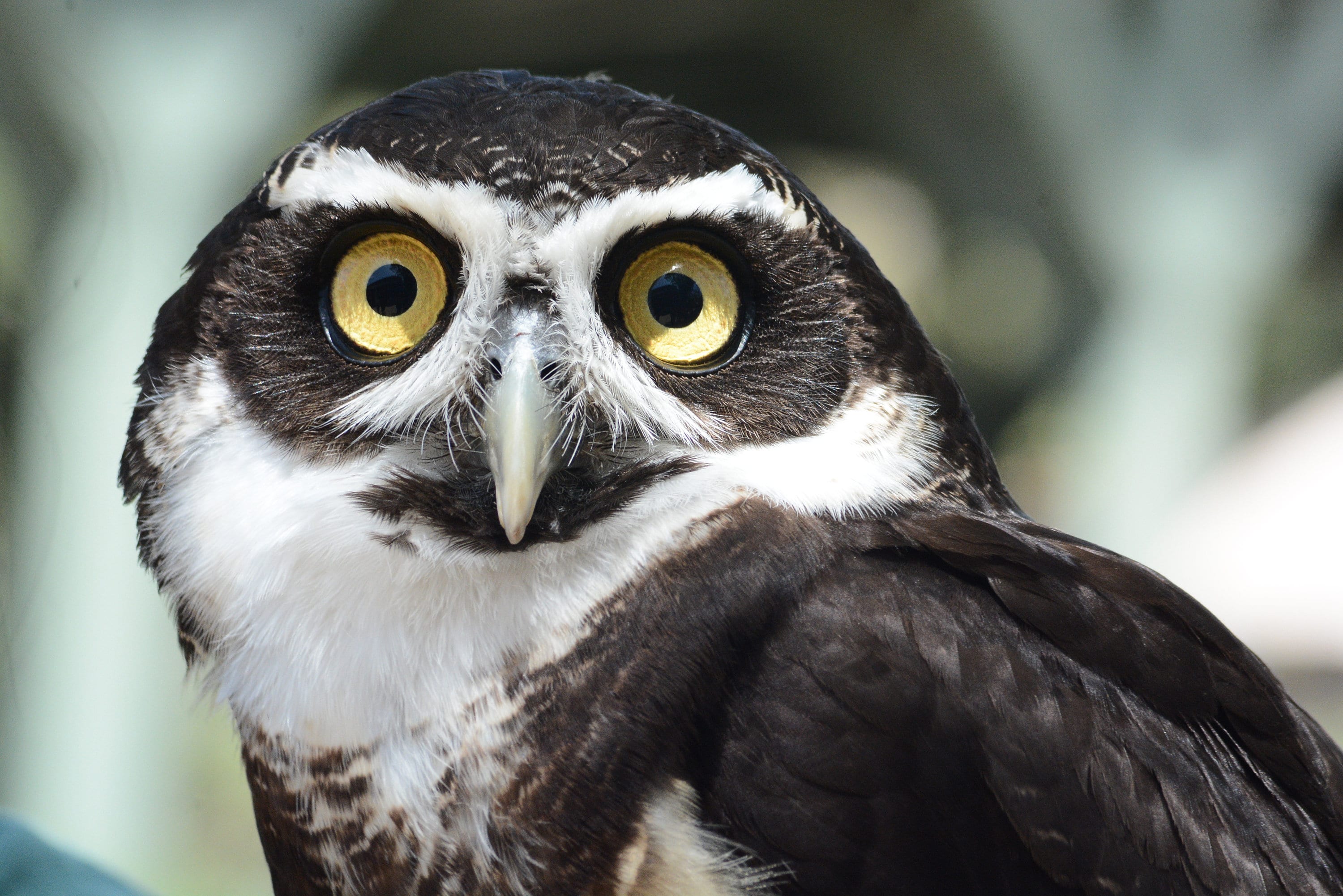 Spectacled Owl - Photo Print