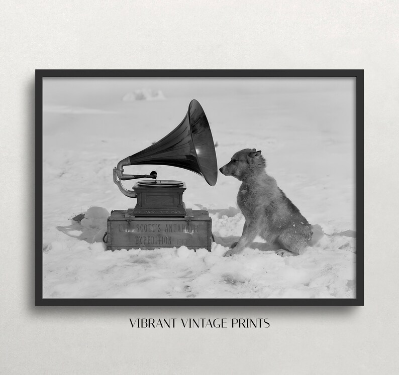May include: A black and white photo of a dog listening to a gramophone in the snow. The gramophone is labeled "Capt. Scott's Antarctic Expedition 1910".