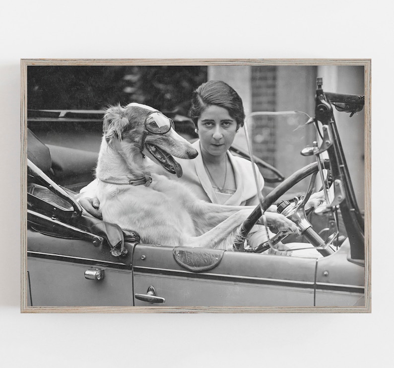 May include: Black and white framed print of a woman and a dog in a vintage car. The dog, wearing goggles, sits in the driver's seat. The woman is seated next to the dog, holding the steering wheel. The image has a vintage aesthetic.