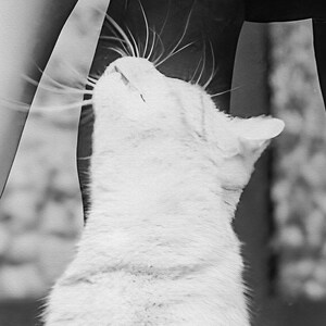 K&ouml;nnte beinhalten: Eine wei&szlig;e Katze mit offenem Maul, die mit geschlossenen Augen nach oben schaut. Die Katze hat lange Schnurrhaare und ihr Fell ist weich und flauschig.