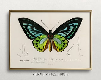Butterfly Wall Art | Vintage Wall Art | Vintage Butterfly Print | Green Butterfly Art | Antique Print | Digital DOWNLOAD |PRINTABLE Art #291