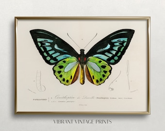 Butterfly Wall Art | Vintage Wall Art | Vintage Butterfly Print | Green Butterfly Art | Antique Print | Digital DOWNLOAD |PRINTABLE Art #291
