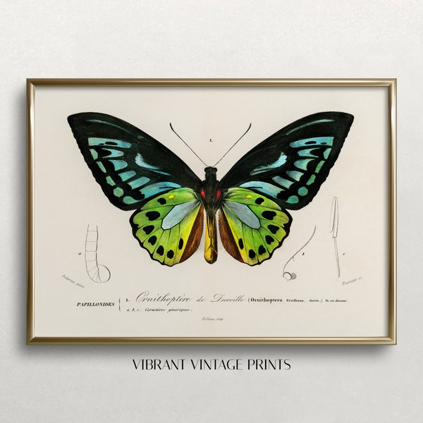 Butterfly Wall Art | Vintage Wall Art | Vintage Butterfly Print | Green Butterfly Art | Antique Print | Digital DOWNLOAD |PRINTABLE Art #291