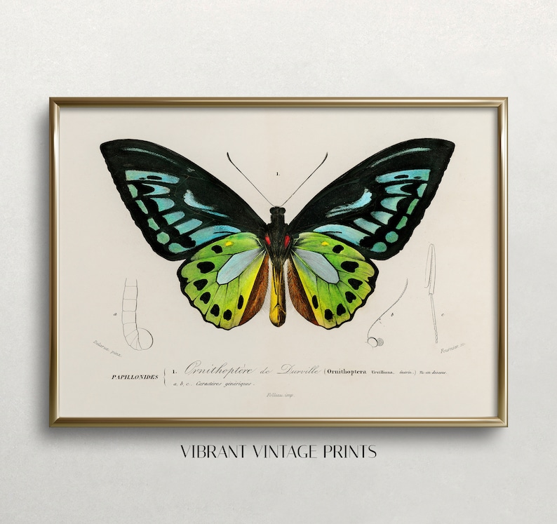 May include: A framed vintage print featuring a detailed illustration of a butterfly, showcasing black, teal, yellow, and green wings. The print includes scientific annotations and the text "Ornithopt&egrave;re de Durville". The frame is gold, and the text "VIBRANT VINTAGE PRINTS" is at the bottom.