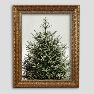 May include: A framed botanical print of a green evergreen tree. The tree is detailed with light green needles and a dark green base. The frame is ornate, with a gold finish and decorative detailing.