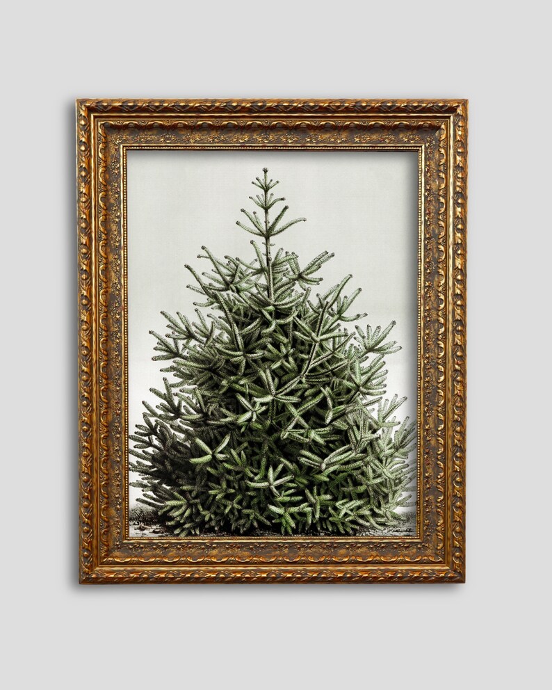 May include: A framed botanical print of a green evergreen tree. The tree is detailed with light green needles and a dark green base. The frame is ornate, with a gold finish and decorative detailing.