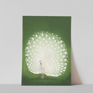Op de afbeelding: Een witte pauw met zijn staartveren uitgespreid in een waaier. De pauw staat op een groene achtergrond.