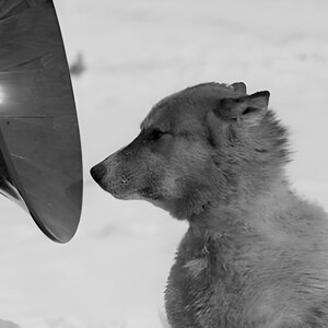 May include: A black and white photo of a dog looking at a reflective surface. The dog has a thick coat of fur and is looking directly at the camera.