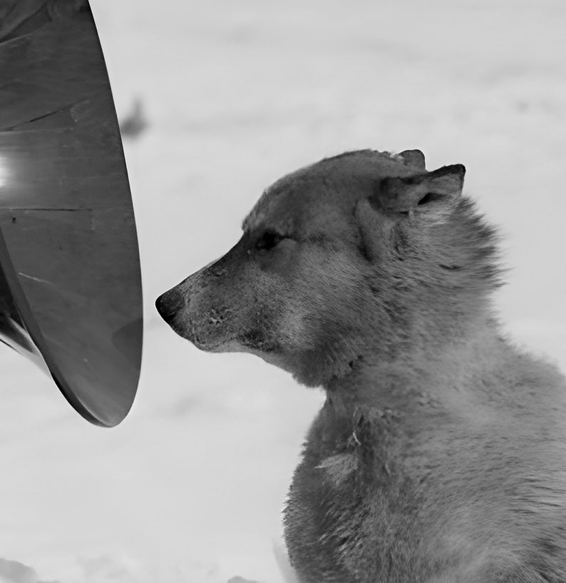 May include: A black and white photo of a dog looking at a reflective surface. The dog has a thick coat of fur and is looking directly at the camera.