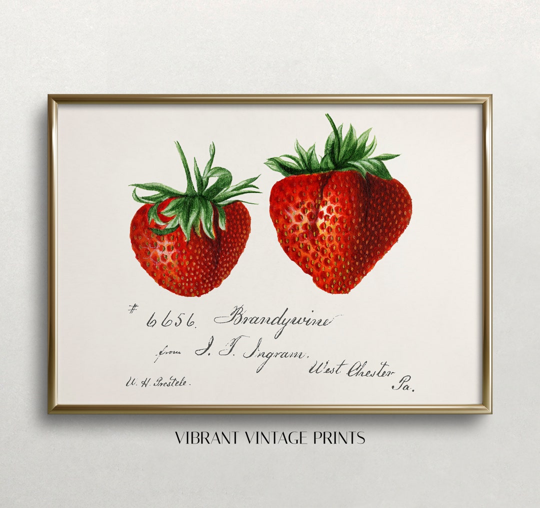 Strawberries Print Vintage Wall Art Fruit Wall Art Etsy