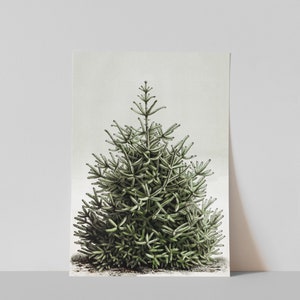 May include: A botanical illustration of a small evergreen tree. The artwork features detailed green foliage with a light dusting, set against a neutral background. The tree's shape is conical, with a textured appearance.