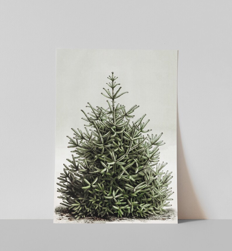 May include: A botanical illustration of a small evergreen tree. The artwork features detailed green foliage with a light dusting, set against a neutral background. The tree's shape is conical, with a textured appearance.