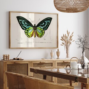 May include: A framed butterfly print with a wooden frame. The butterfly has black, teal, yellow, and brown wings. The print has scientific illustrations and text. The artwork is displayed in a dining room setting with wooden furniture.
