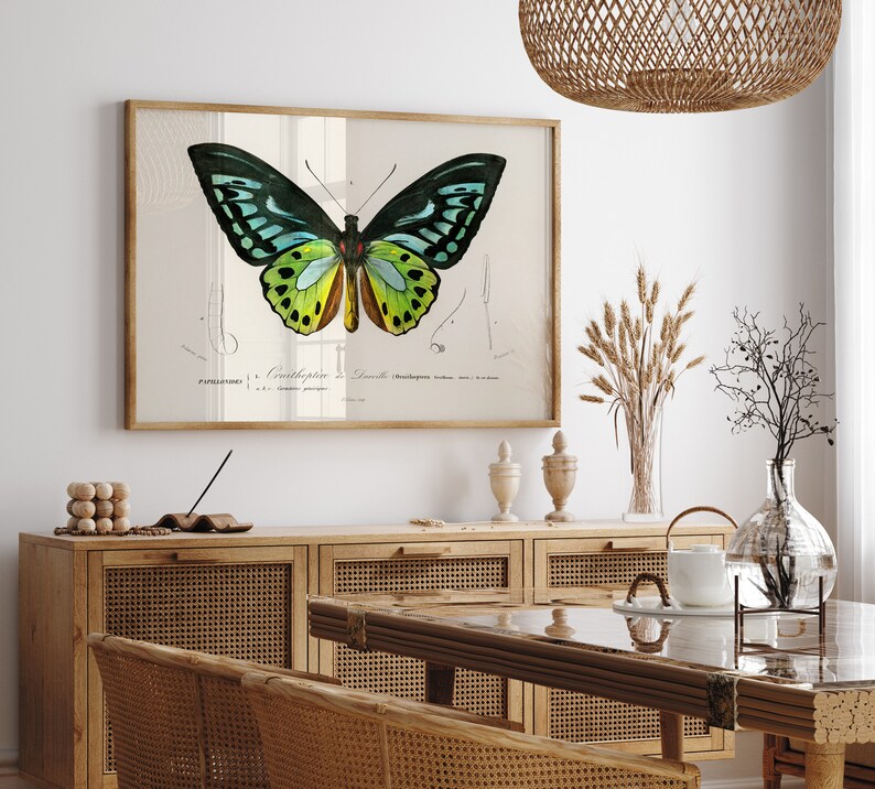 May include: A framed butterfly print with a wooden frame. The butterfly has black, teal, yellow, and brown wings. The print has scientific illustrations and text. The artwork is displayed in a dining room setting with wooden furniture.