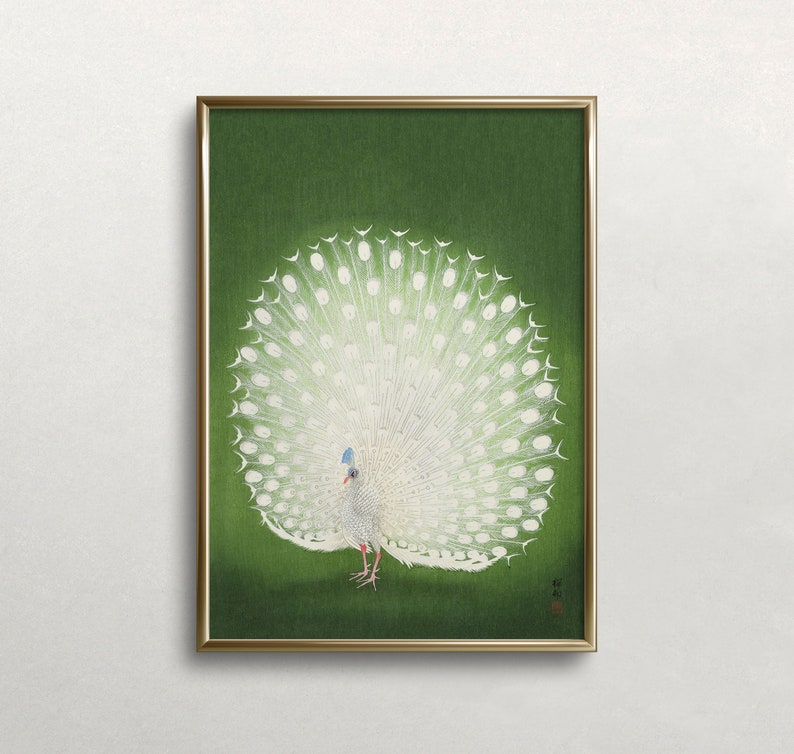 Op de afbeelding: Een witte pauw met zijn staartveren uitgespreid in een waaier. De pauw staat op een groene achtergrond.