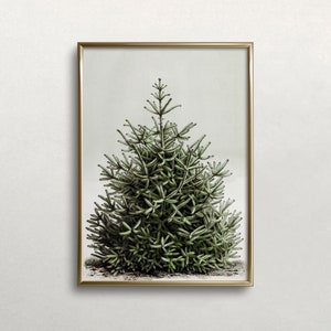 May include: A framed print featuring a detailed illustration of a green evergreen tree. The artwork showcases the tree's needles and branches, set against a light background. The frame is a thin, gold color, adding a touch of elegance to the botanical art.
