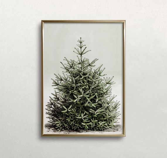 Christmas Tree Art | Vintage Christmas Art | Frasier Fir Tree | Vintage Christmas Tree Print | Digital DOWNLOAD | PRINTABLE Wall Art #380