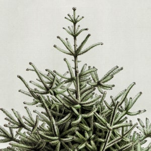 May include: Close-up of a green conifer tree branch with needle-like leaves. The branches extend outwards from the central stem, creating a textured, layered appearance. The background is a plain, off-white color.