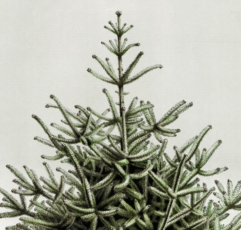 May include: Close-up of a green conifer tree branch with needle-like leaves. The branches extend outwards from the central stem, creating a textured, layered appearance. The background is a plain, off-white color.