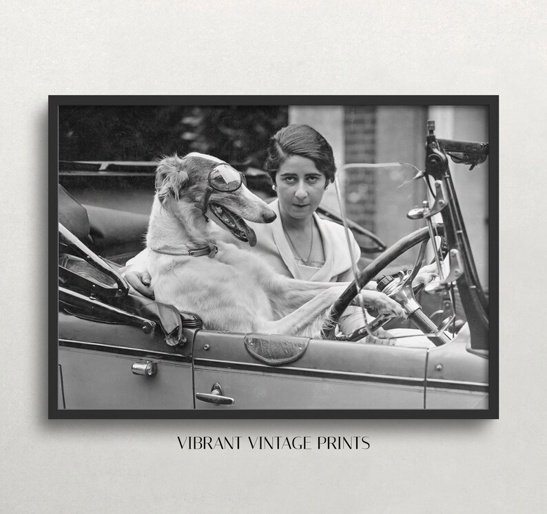 May include: Black and white vintage print of a woman and a dog in a classic car. The dog wears goggles and sits in the driver's seat. The woman is behind the steering wheel. The print is framed in black and has the text "VIBRANT VINTAGE PRINTS".