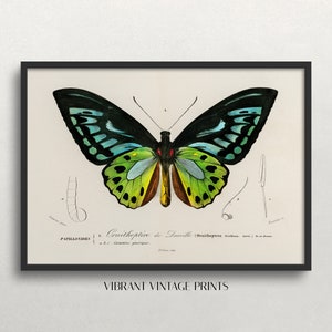 May include: A framed vintage print featuring a detailed illustration of a butterfly. The butterfly has black, teal, and green wings with yellow and brown accents. The print includes scientific annotations and the text "VIBRANT VINTAGE PRINTS".
