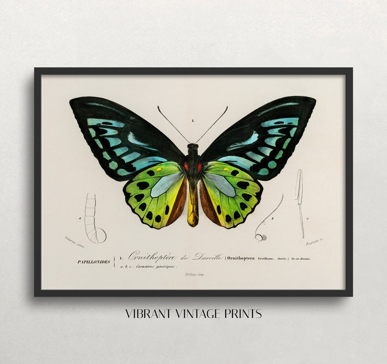May include: A framed vintage print featuring a detailed illustration of a butterfly. The butterfly has black, teal, and green wings with yellow and brown accents. The print includes scientific annotations and the text "VIBRANT VINTAGE PRINTS".