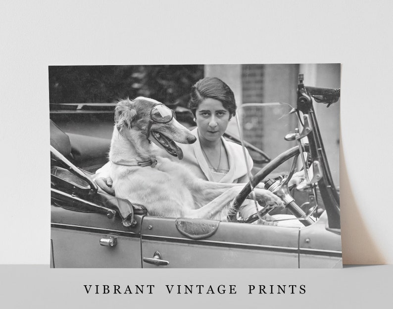 May include: Black and white vintage print featuring a woman and a dog in a classic car. The dog wears goggles and sits in the passenger seat. The woman is behind the steering wheel. The print has the text "VIBRANT VINTAGE PRINTS" at the bottom.