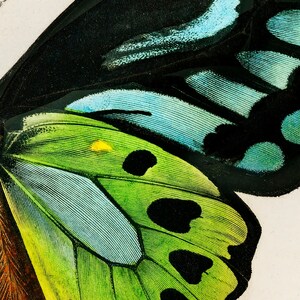 May include: Close-up of a butterfly wing, showcasing intricate patterns and vibrant colors. The wing features a gradient of green, blue, and black hues, with detailed vein structures. A small yellow spot is visible on the green section.
