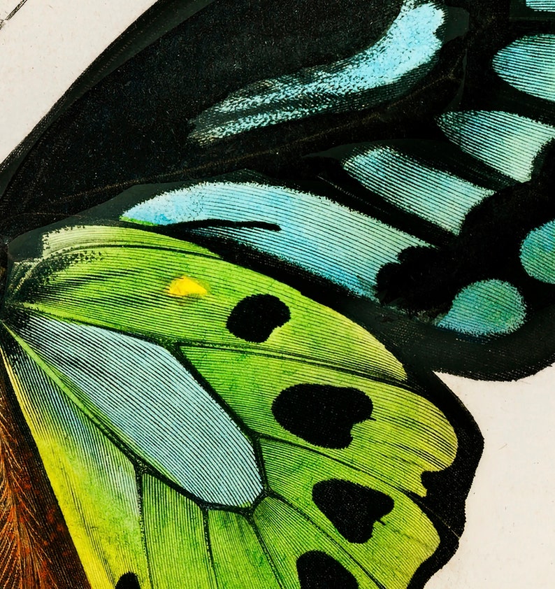 May include: Close-up of a butterfly wing, showcasing intricate patterns and vibrant colors. The wing features a gradient of green, blue, and black hues, with detailed vein structures. A small yellow spot is visible on the green section.