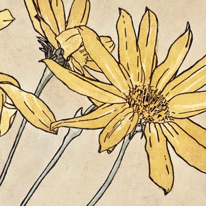 May include: A close-up of three yellow flowers with thin stems. The flowers have multiple petals and a brown centre. The background is a light brown.