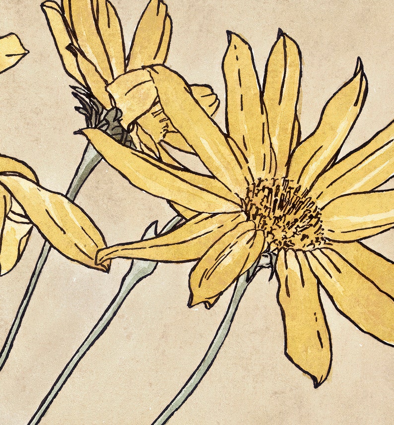 May include: A close-up of three yellow flowers with thin stems. The flowers have multiple petals and a brown centre. The background is a light brown.