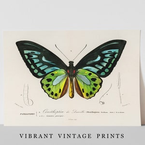 May include: A vintage print featuring a detailed illustration of a colorful butterfly, with black, teal, green, and yellow wings. The print includes scientific annotations and the text "L. Ornithopt&egrave;re de Durville". The bottom of the print reads "VIBRANT VINTAGE PRINTS".