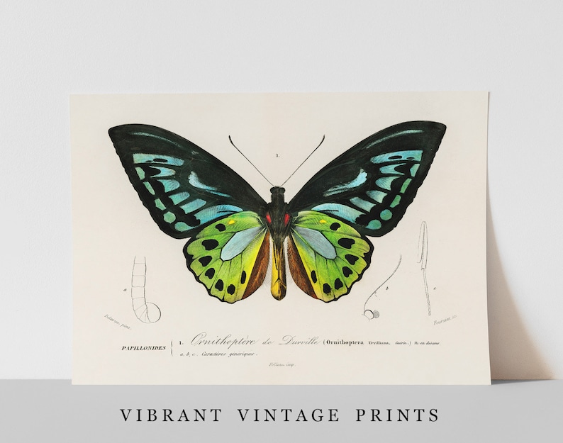 May include: A vintage print featuring a detailed illustration of a colorful butterfly, with black, teal, green, and yellow wings. The print includes scientific annotations and the text "L. Ornithopt&egrave;re de Durville". The bottom of the print reads "VIBRANT VINTAGE PRINTS".