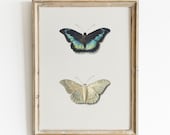 Butterfly Wall Art | Vintage Wall Art | Butterflies Print | Soft Neutral Colors | Vintage Print | Digital DOWNLOAD | PRINTABLE Wall Art #299