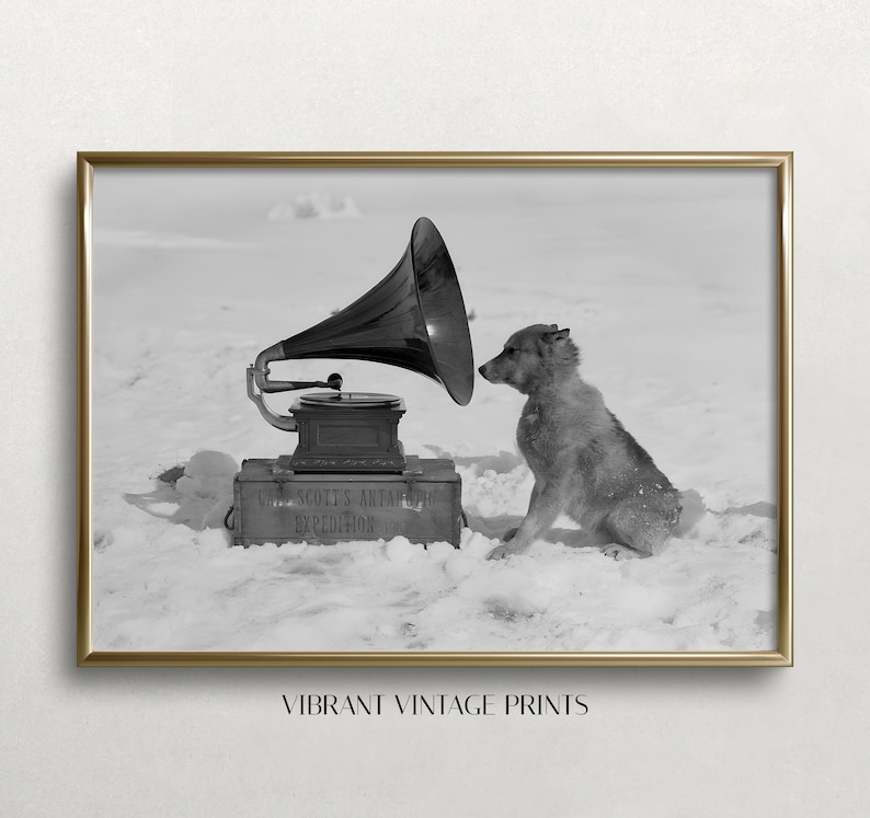 May include: A black and white photograph of a dog listening to a gramophone. The gramophone is on a wooden box labeled "Capt. Scott's Antarctic Expedition 1910". The dog is sitting in the snow.