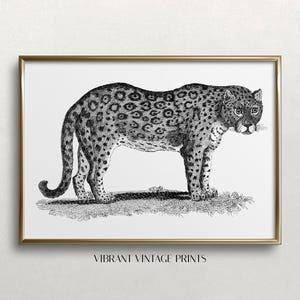 Leopard Wall Art | Black and White Art | Vintage Leopard Art | Leopard Etching | Panther Art | Digital DOWNLOAD | PRINTABLE Wall Art #547