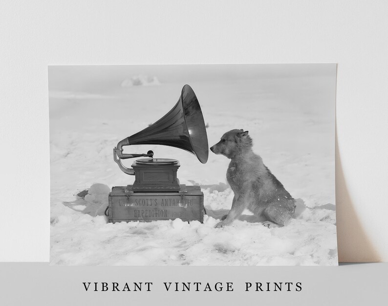 May include: A black and white photo of a dog listening to a gramophone in a snowy landscape. The gramophone is labeled "The Scott's Antarctic Expedition 1910".